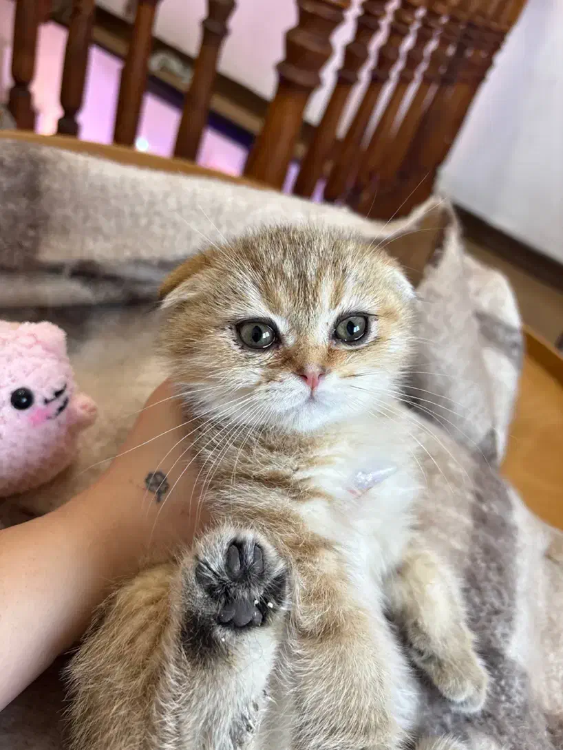 اسکاتیش ماربل گلد|گربه|رشت, گلسار|دیوار