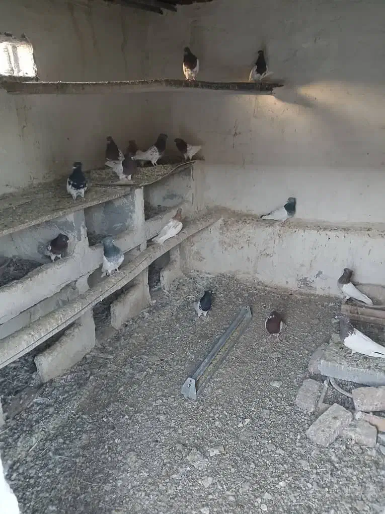 کفتر|پرنده|خسروشاه, |دیوار