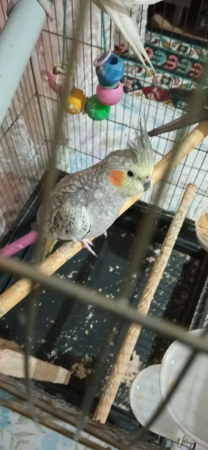 عروس هلندی ماده سرحال|پرنده|پاکدشت, پاکدشت (مامازند)|دیوار