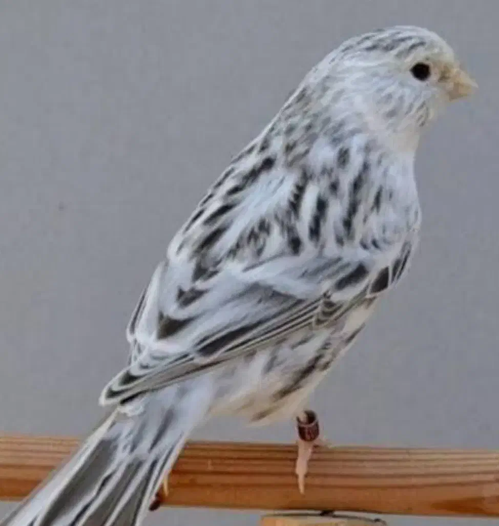 قناری اوپال سیلور طوسی نژاددار|پرنده|کرمان, |دیوار