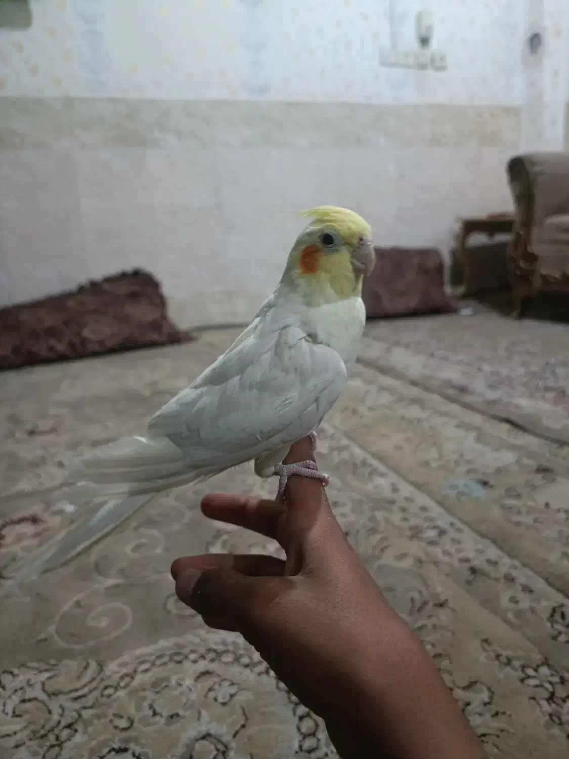 عروس هلندی|پرنده|زاهدان, |دیوار