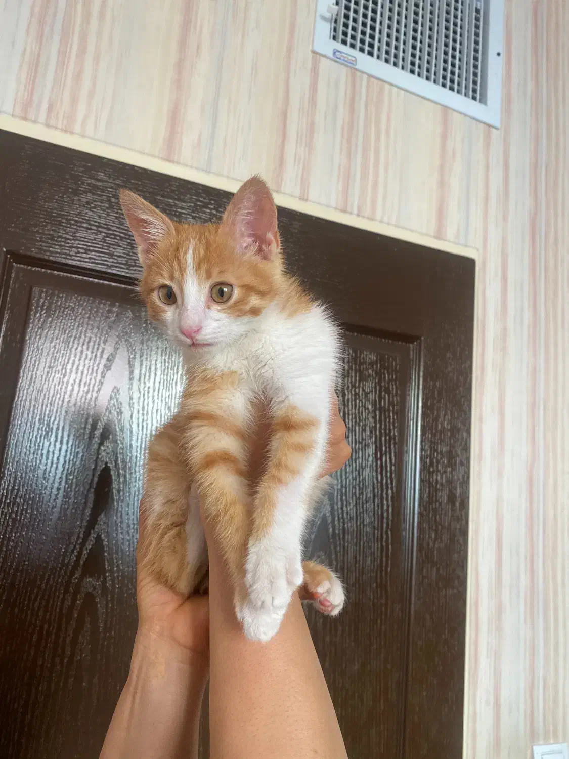 واگذاری رایگان گربه|گربه|کرمان, |دیوار