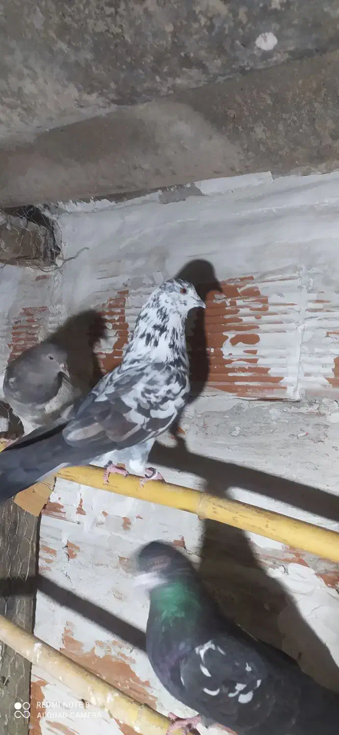 ۱۲۳|پرنده|مینودشت, |دیوار