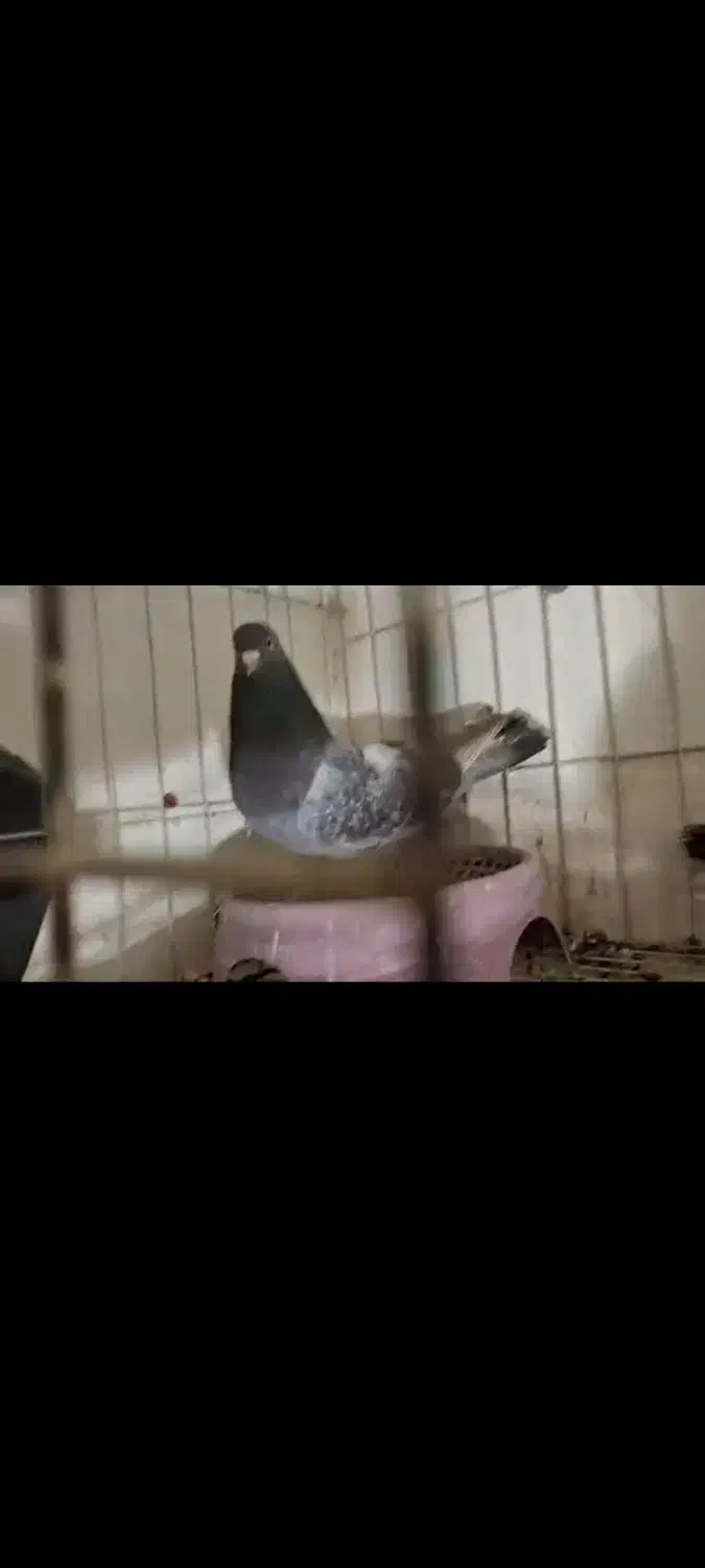 گوگ|پرنده|آغاجاری, |دیوار