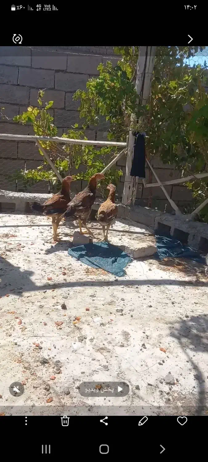 جوجه خروس وجوجه مرغ لاری افغانی اصیل|حیوانات مزرعه|زاوه, |دیوار
