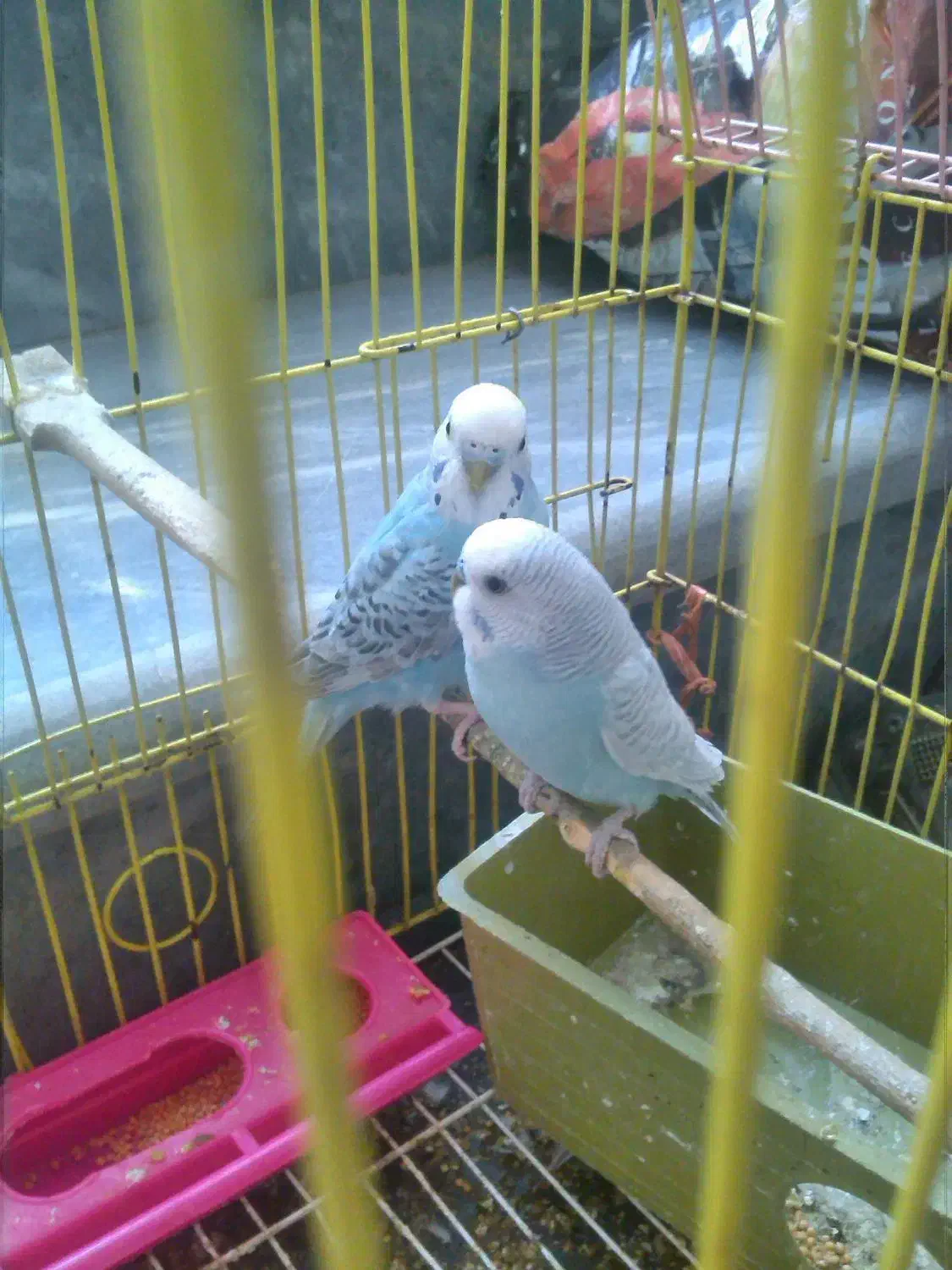 مرغ عشق|پرنده|گنبد کاووس, |دیوار