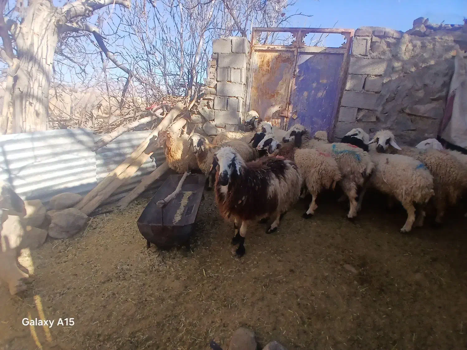 ۱۲عددکاورشیرازی.رابر|حیوانات مزرعه|رابر, |دیوار