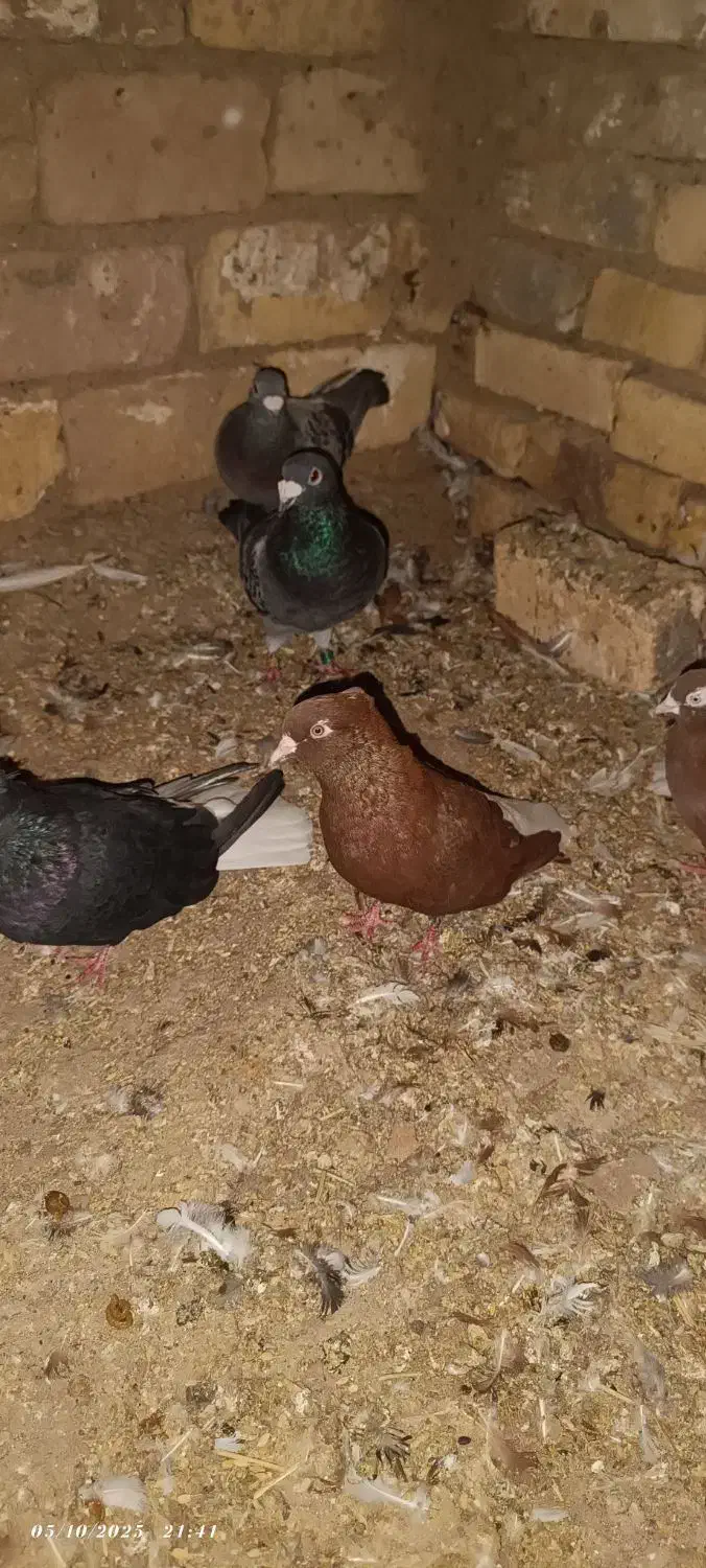 دم سفید و دوکت|پرنده|زنجانرود, |دیوار