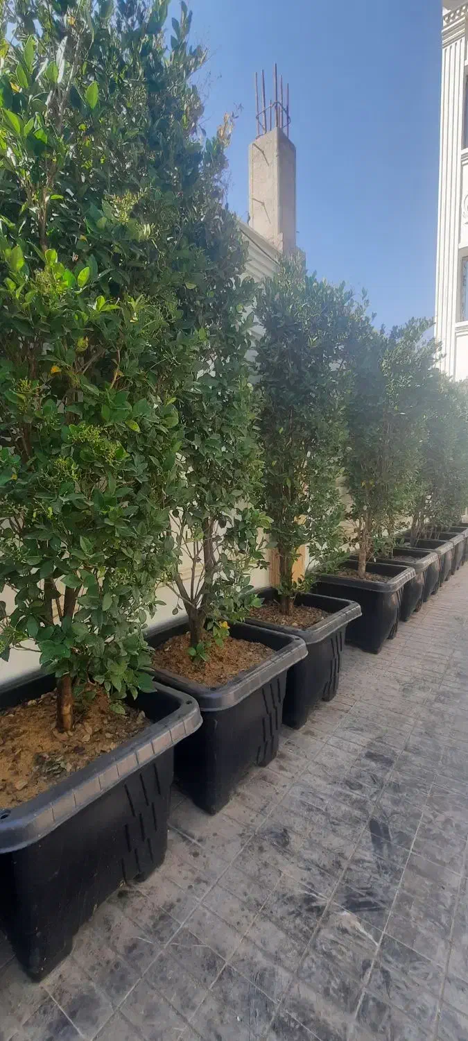 یاس هلندی ۴متری و۳متری فروشی|خدمات باغبانی و درختکاری|سرخه حصار, |دیوار