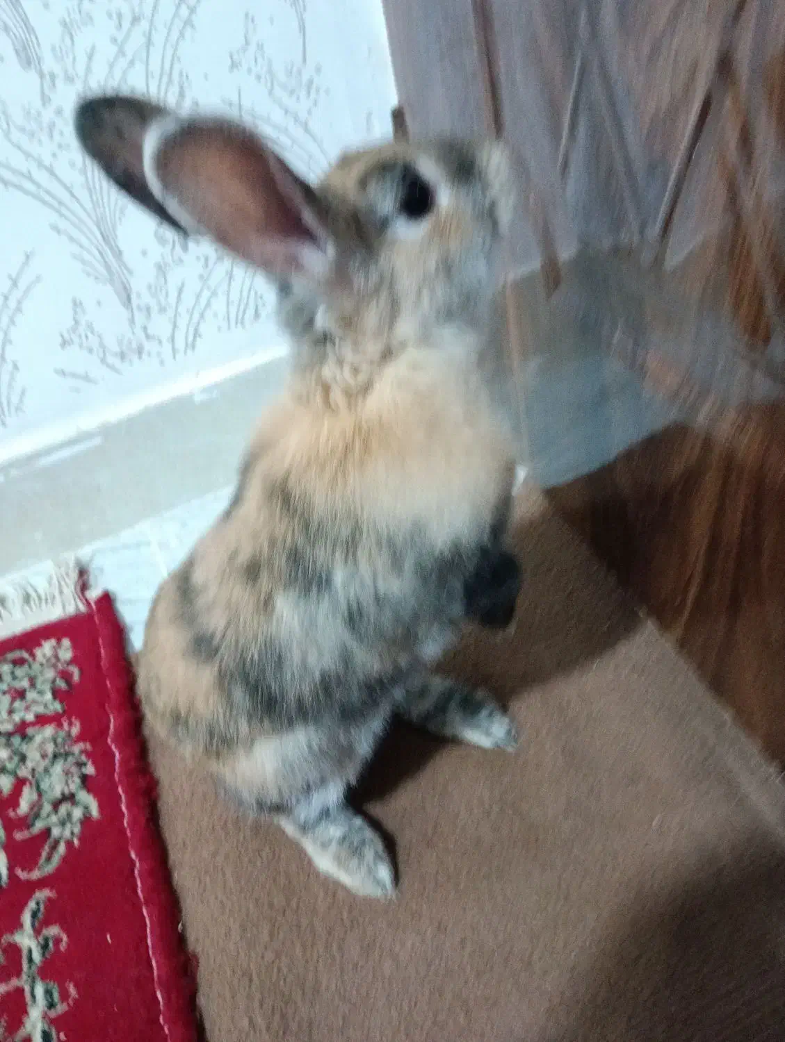 خرگوش|موش و خرگوش|تبریز, |دیوار