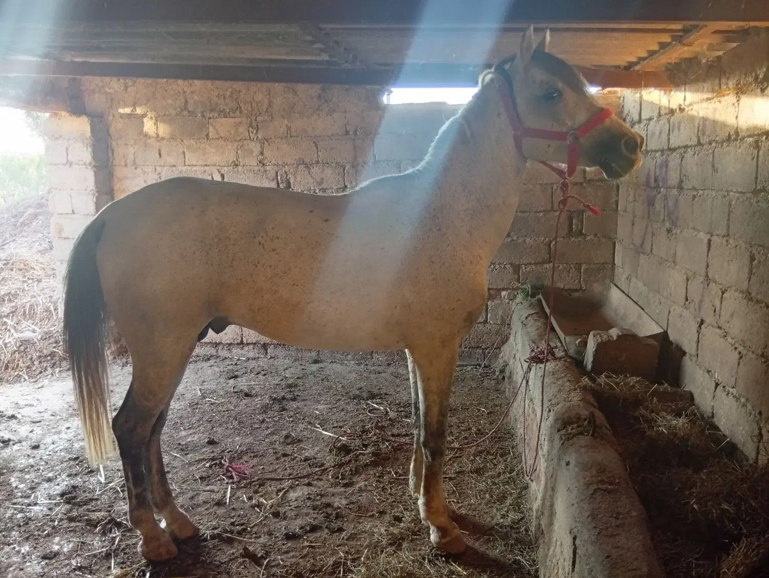 اسب نریون|اسب و تجهیزات اسبسواری|پارسآباد, |دیوار