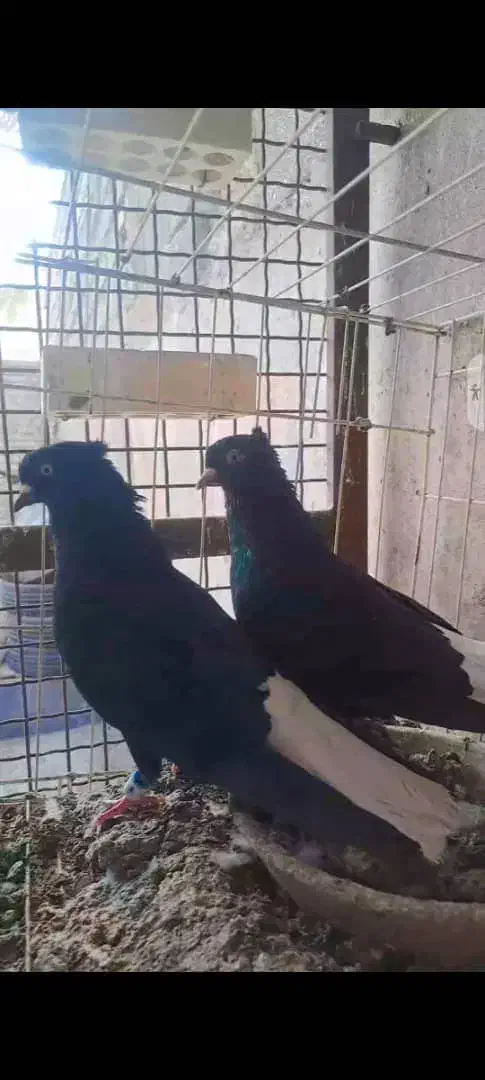 کفتر دم سفید|پرنده|کارون, |دیوار