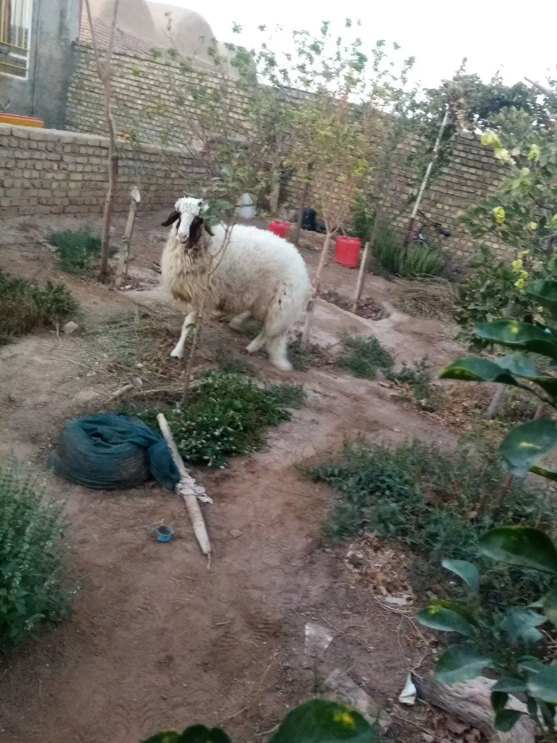 س بره قوچی|حیوانات مزرعه|بردسکن, |دیوار