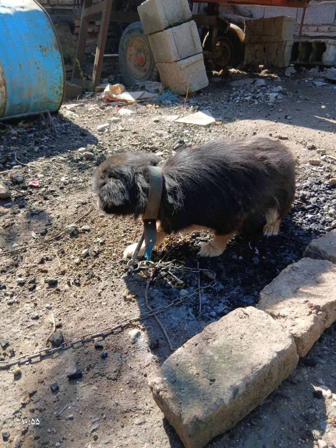 سگ اسپیتز|سگ|علی‌آباد کتول, |دیوار