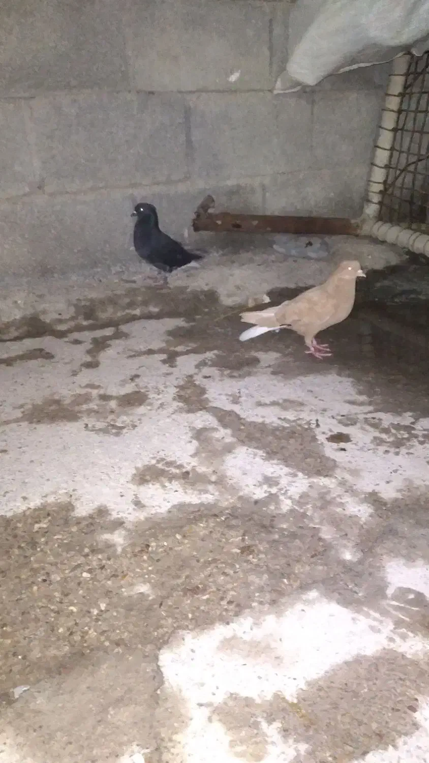 دم پاک|پرنده|گتوند, |دیوار