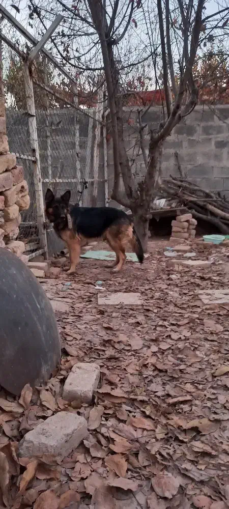 نروماده گ|سگ|کرمانشاه, |دیوار