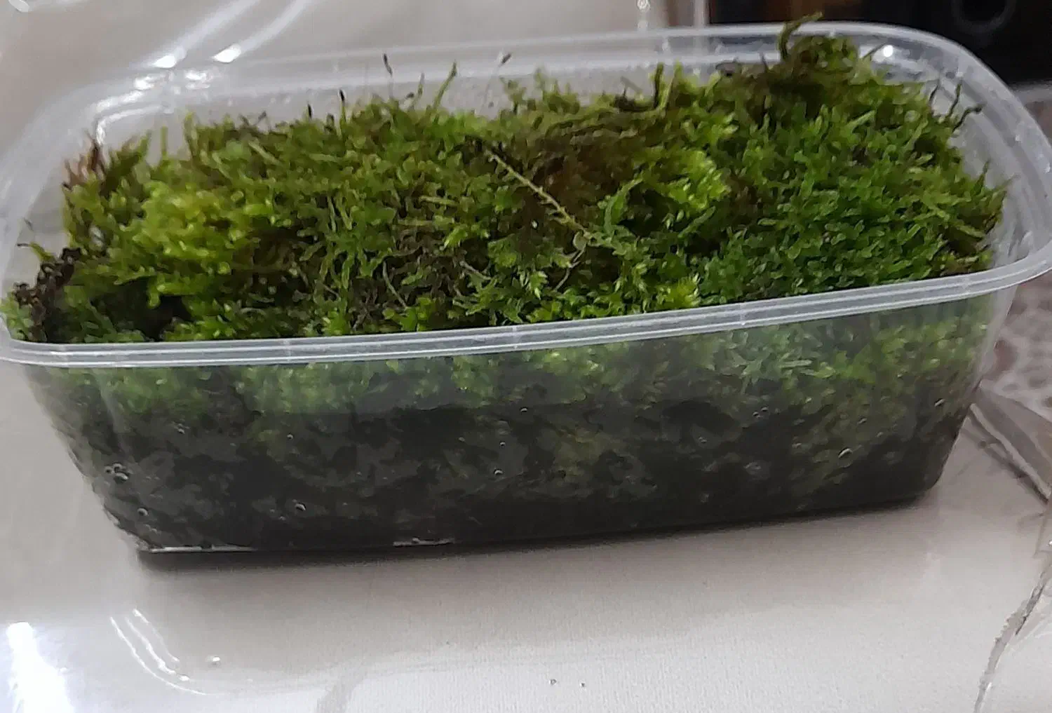 خزه زنده|گل و گیاه طبیعی|گلستان (تهران), |دیوار