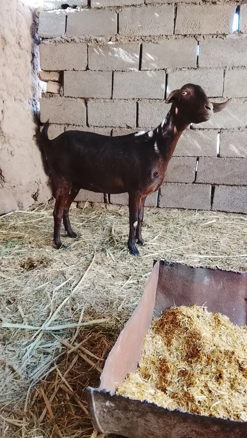 نری وگیسه مایکرد|حیوانات مزرعه|زاهدان, |دیوار