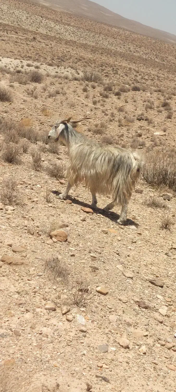 30عدد بز ابست 30روز دیگه میزاین|حیوانات مزرعه|کرمان, |دیوار