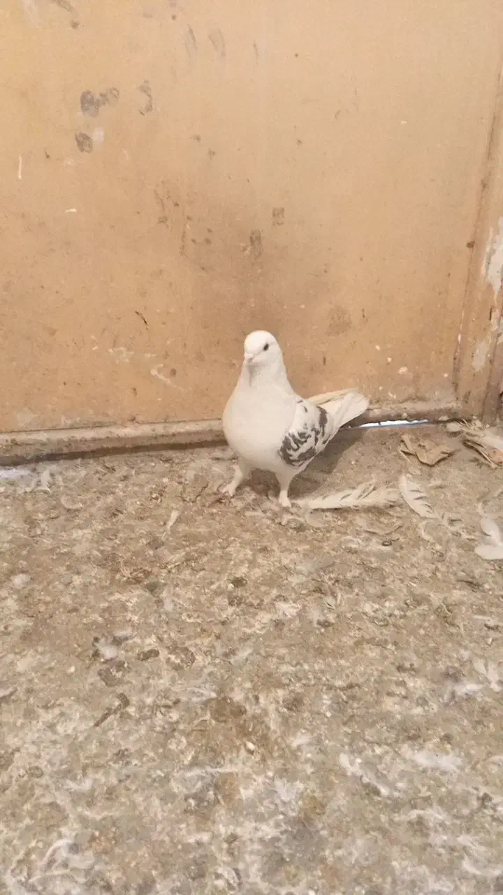 کفتر|پرنده|نسیمشهر, |دیوار