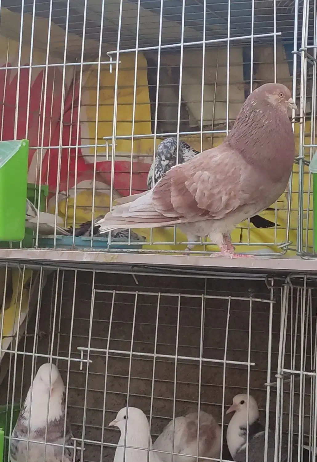 نر پیس|پرنده|فولادشهر, سایت صنعتی کاوه|دیوار