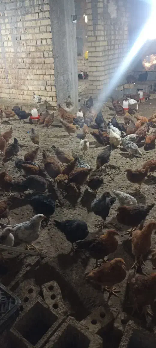 جوجه مرغ محلی|حیوانات مزرعه|شیراز, کرونی(خاتونک)|دیوار