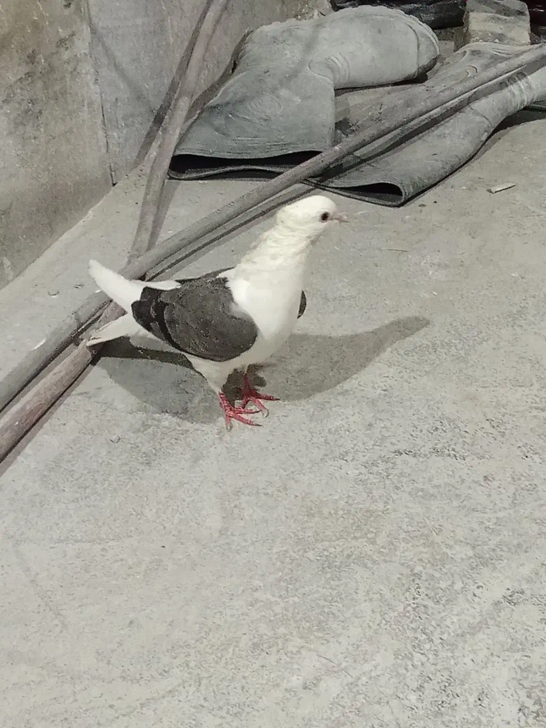 کبوتر شونی|پرنده|بروجرد, |دیوار