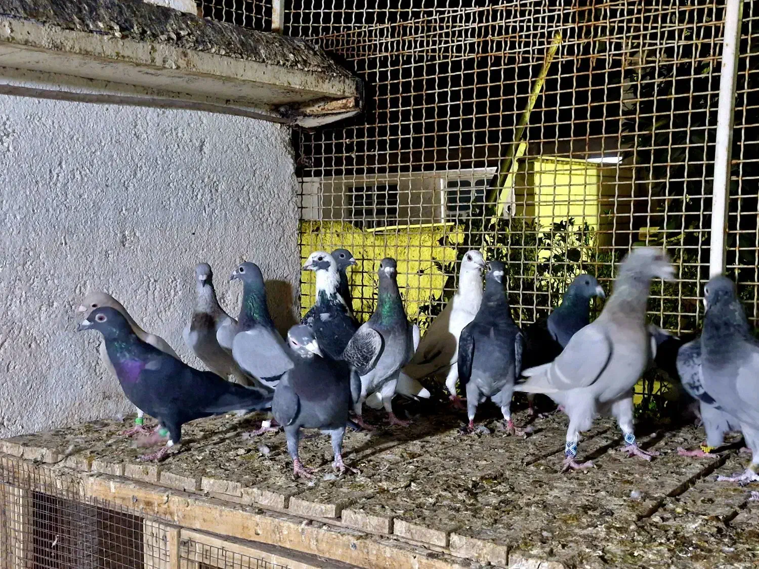 کفتر پلاکی|پرنده|شیراز, کوزه گری|دیوار