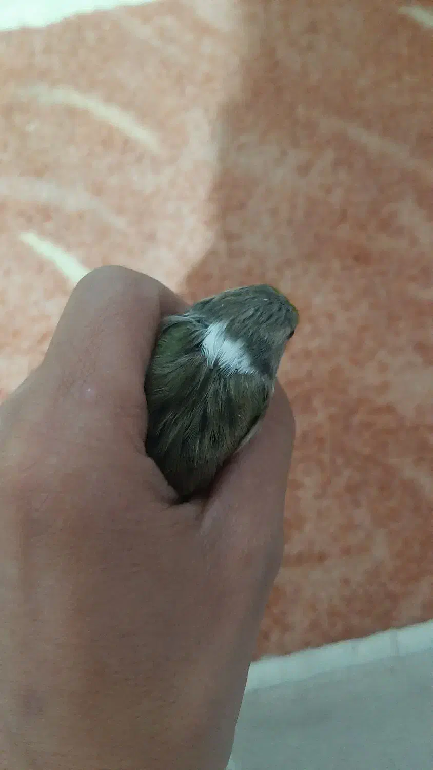 سهره قناری نر بخون|پرنده|نیر (اردبیل), |دیوار