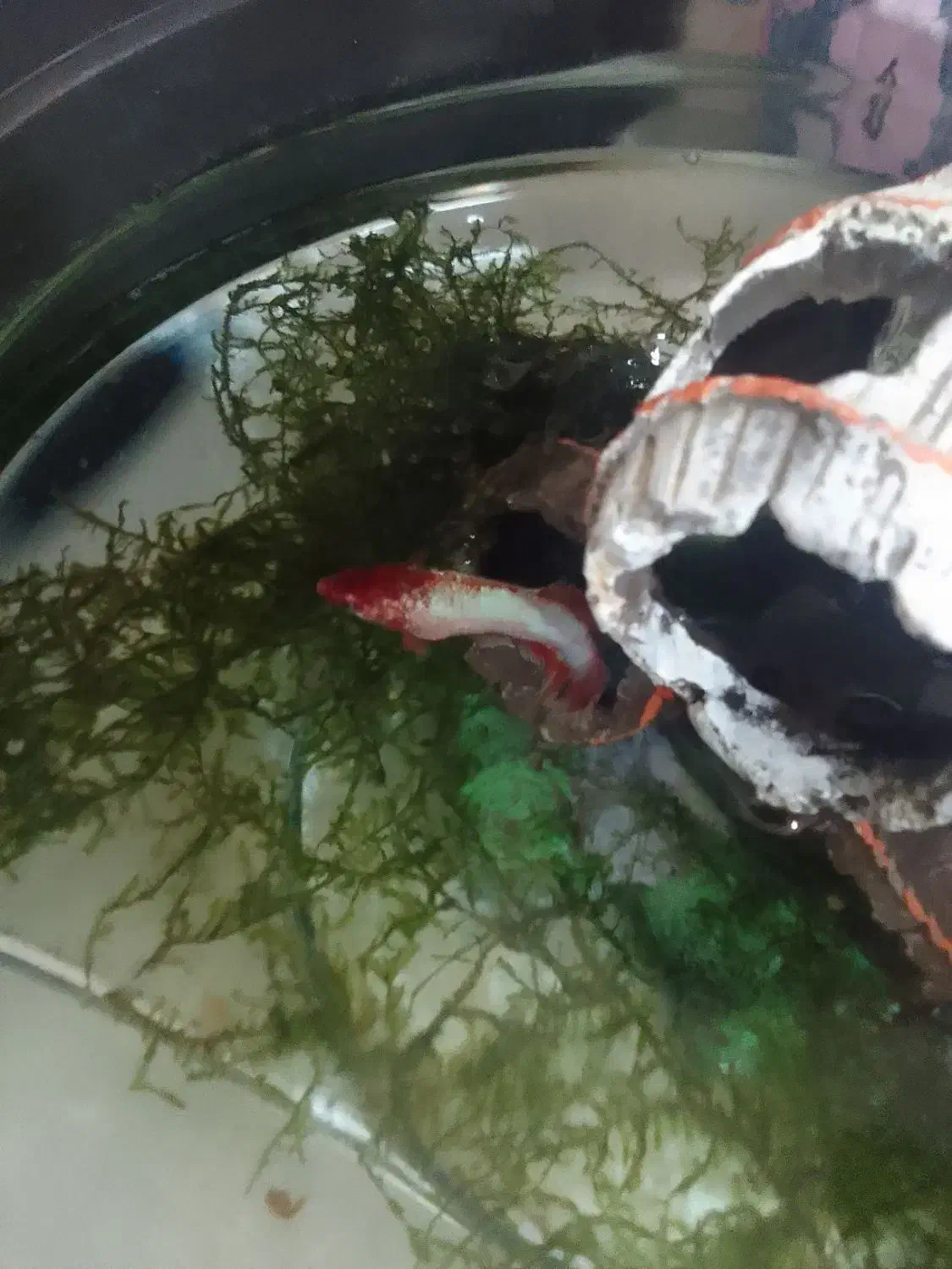 ماهی فایتر|ماهی|ساوه, |دیوار