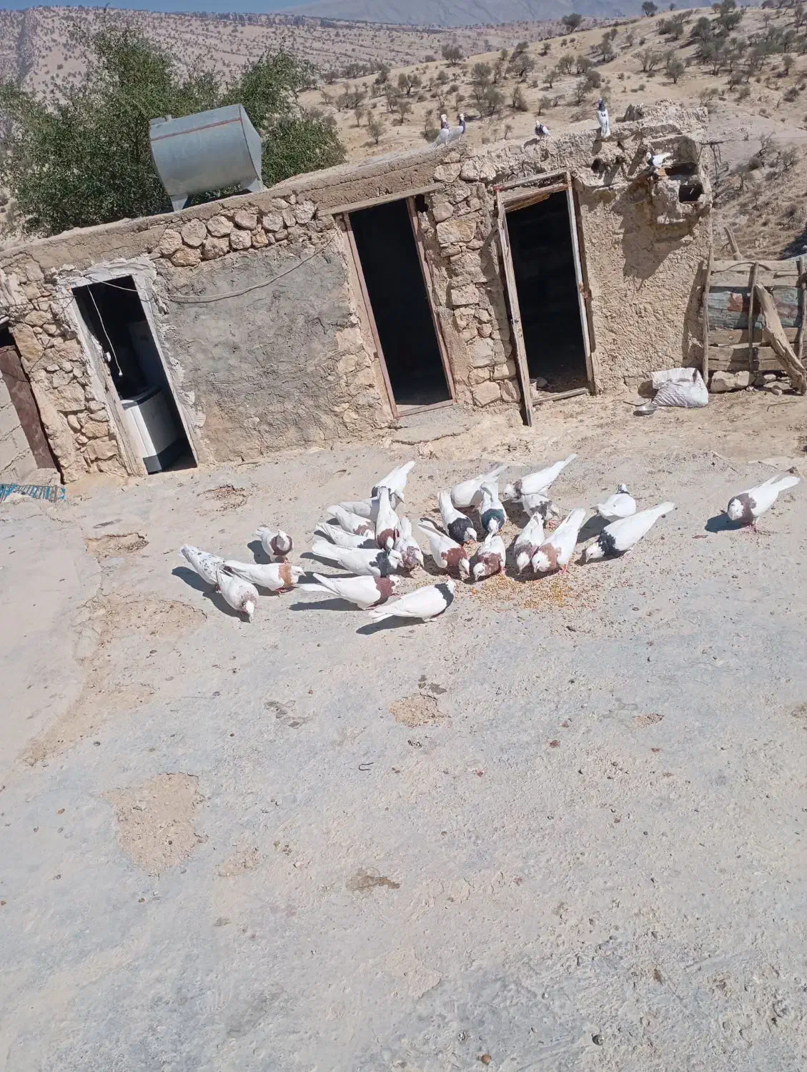 سری700|پرنده|لنده, |دیوار