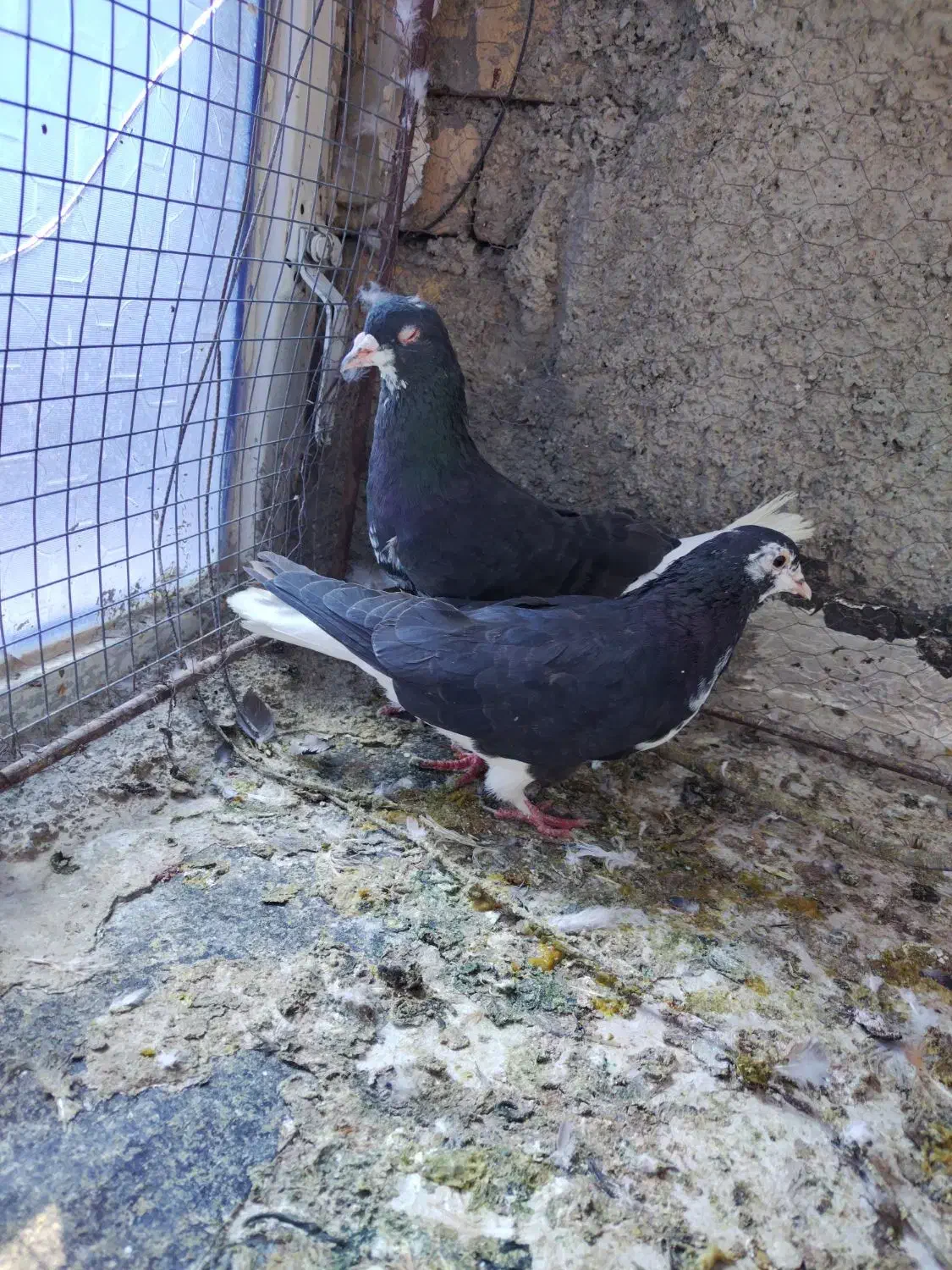 نرو ماده ساده سیاه جلو بسته|پرنده|تربت‌حیدریه, بیمارستان رازی|دیوار