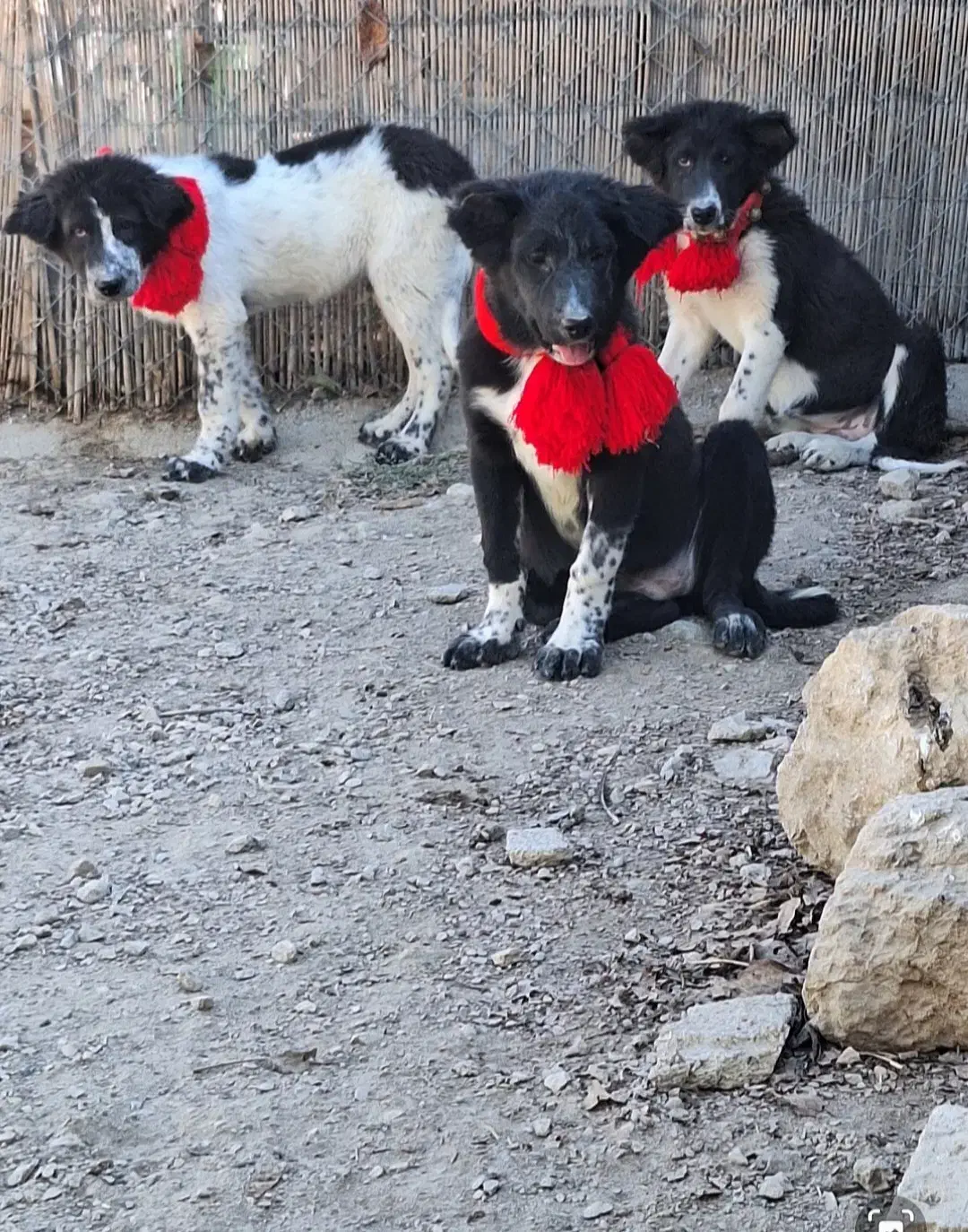 واگزاری توله های قدرجونی|سگ|قم, الغدیر|دیوار