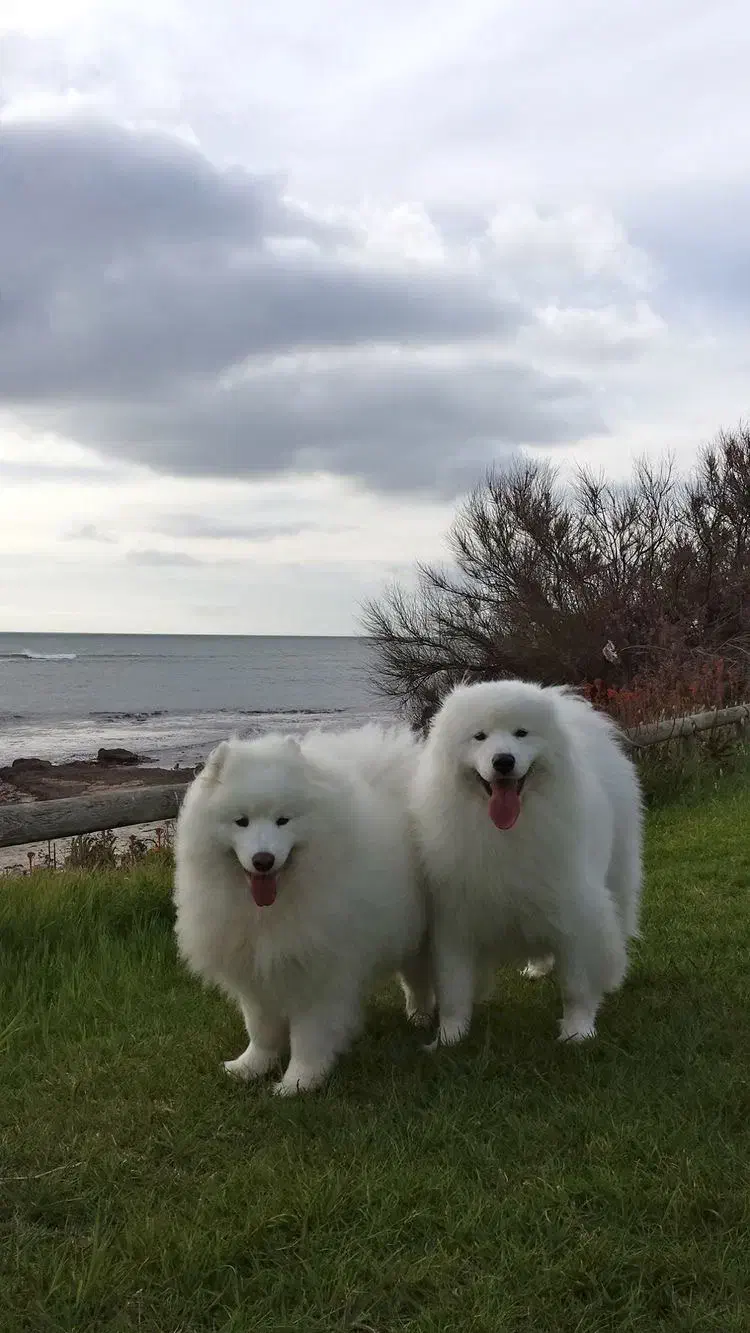 سامویید|سگ|تهران, ولنجک|دیوار