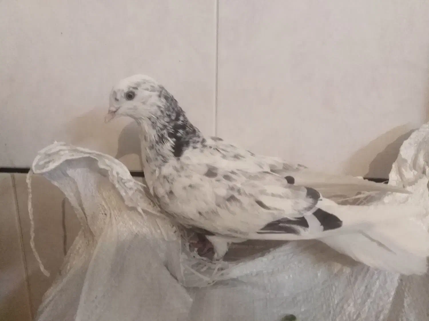 کبوتر مفلق پرشی پشدار نشوندار گرفتنی|پرنده|خمینیشهر, |دیوار