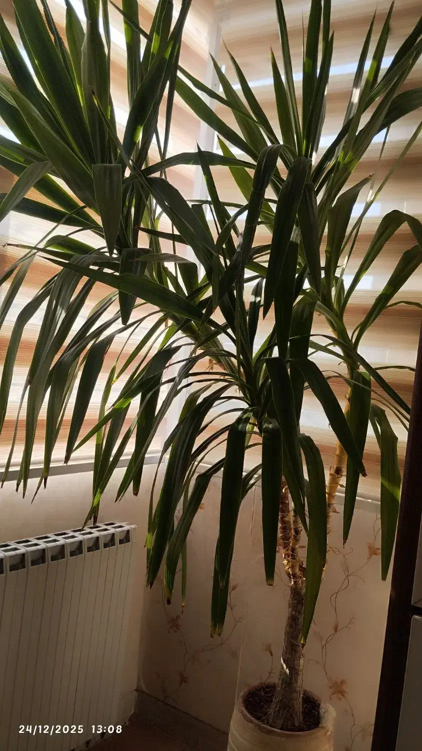 گل طبیعی|گل و گیاه طبیعی|همدان, |دیوار