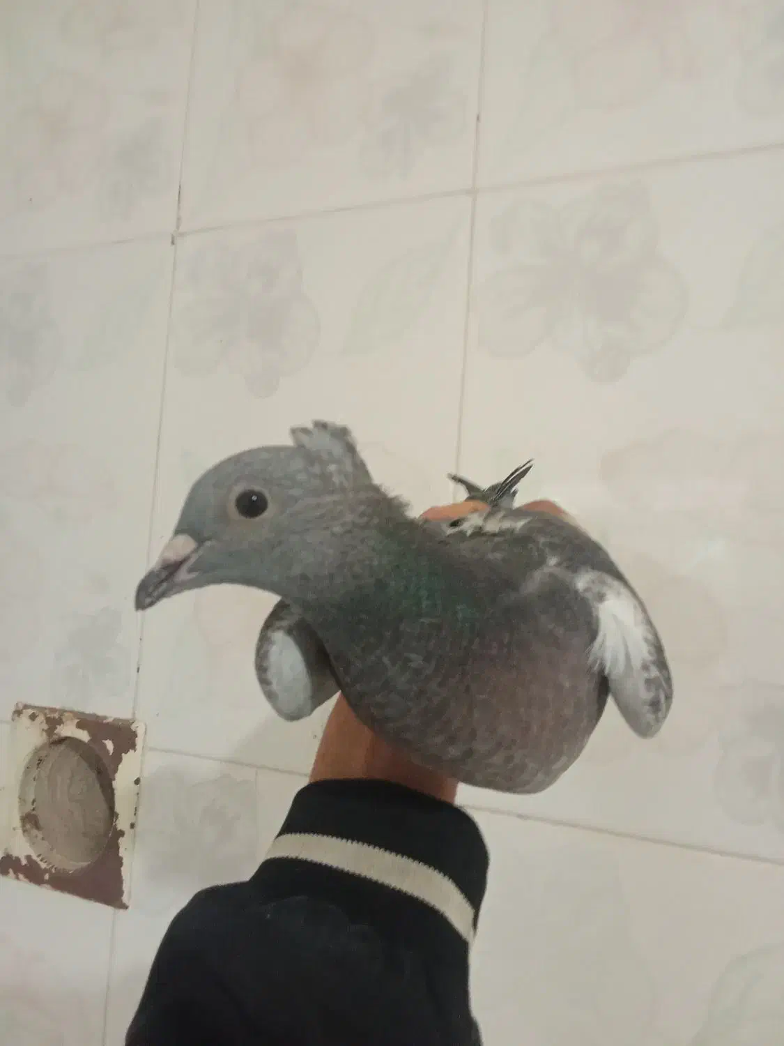 جوجه پولک کاکلی کرمونی|پرنده|تربت‌حیدریه, بازار|دیوار