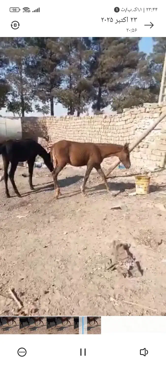 اسب کره|اسب و تجهیزات اسبسواری|اصفهان, حسینآباد|دیوار