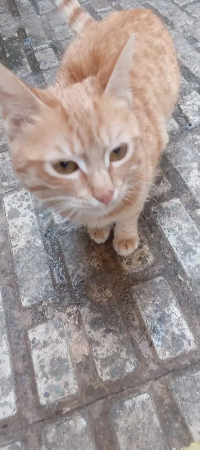 واگذاری گربه|گربه|هشتگرد, شهرک بعثت|دیوار