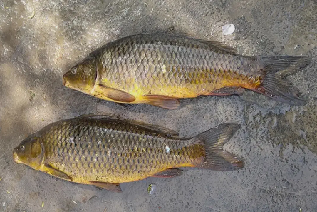 کپور|ماهی|قم, کلهری|دیوار