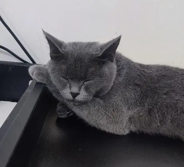 گربه|گربه|کرمان, |دیوار