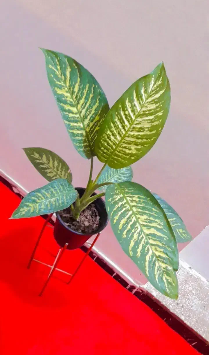 گل دیفن باخیا|گل و گیاه طبیعی|زابل, |دیوار