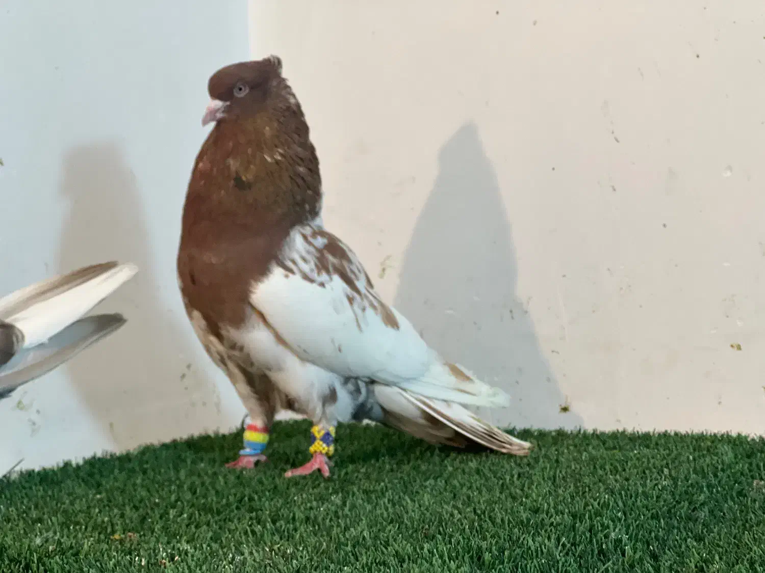 کفتر هوای|پرنده|مرودشت, ژیان|دیوار