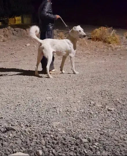 سگ گمشده|حیوانات|سنقر, |دیوار