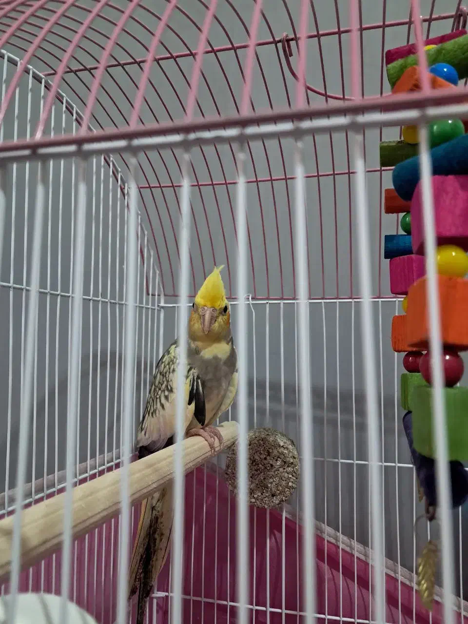 عروس هلندی|پرنده|تالش, هشتپر|دیوار