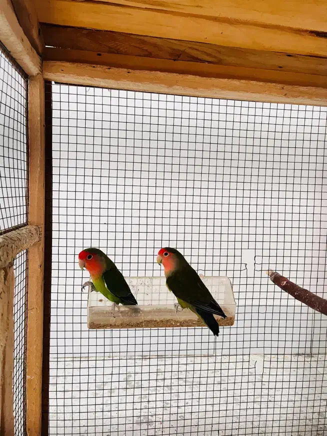 جفت طوطی|پرنده|بندر کنگان, |دیوار