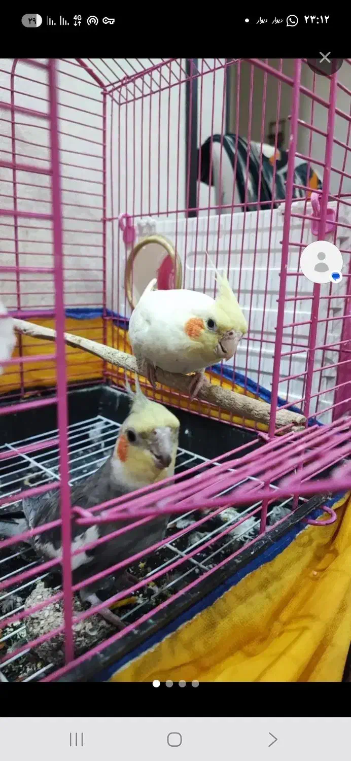 عروس هلندی|پرنده|تهران, افسریه شمالی|دیوار