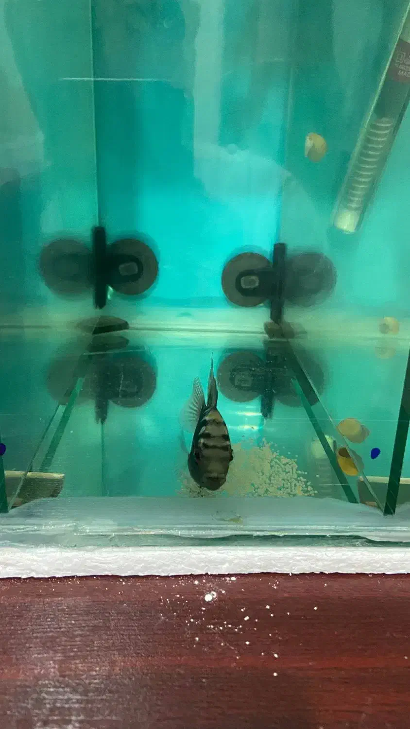 ماهی فلاور نر و ماده جفت|ماهی|تهران, فلاح|دیوار