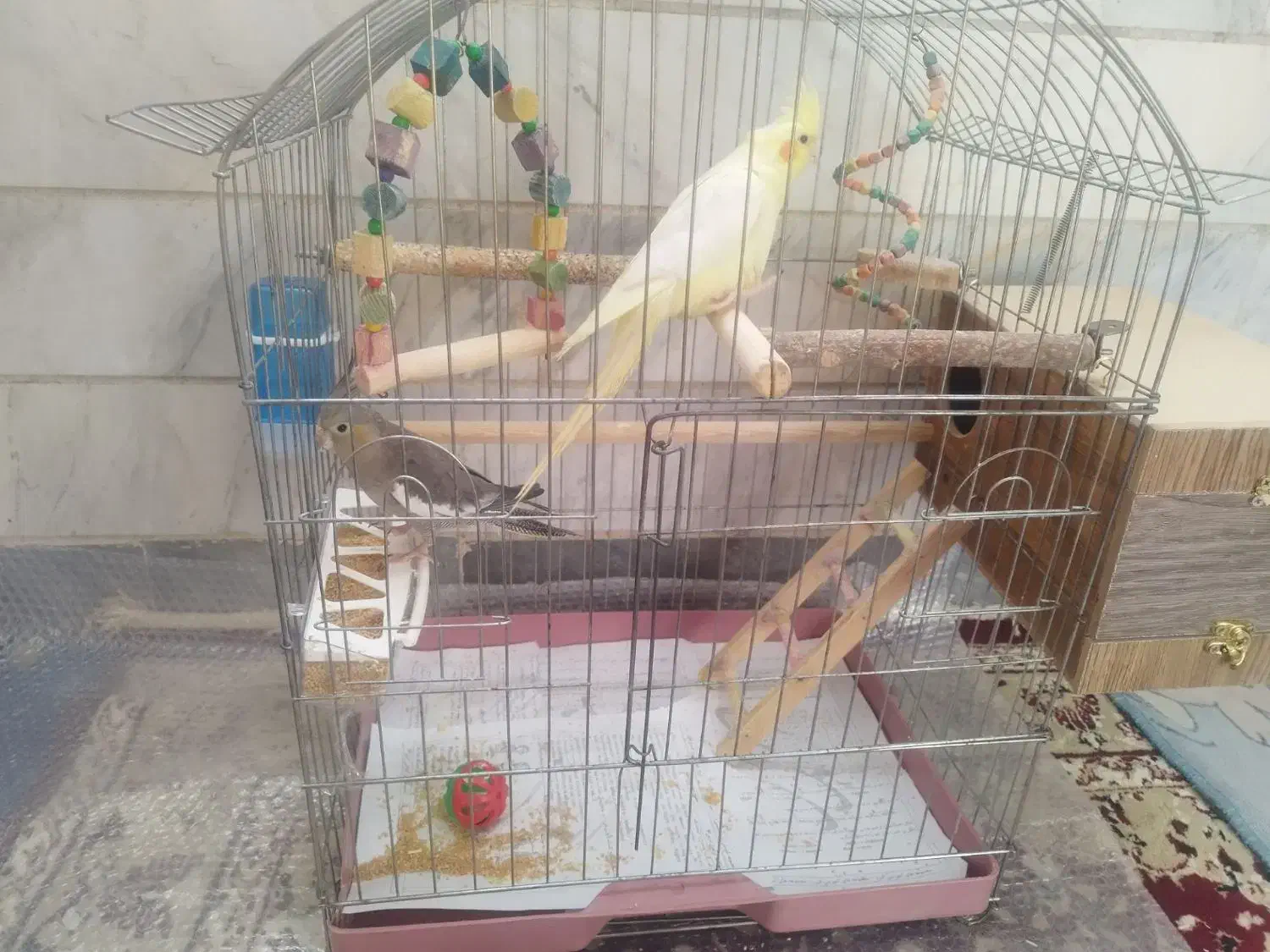 عروس هلندی|پرنده|شهریار, کهنز|دیوار