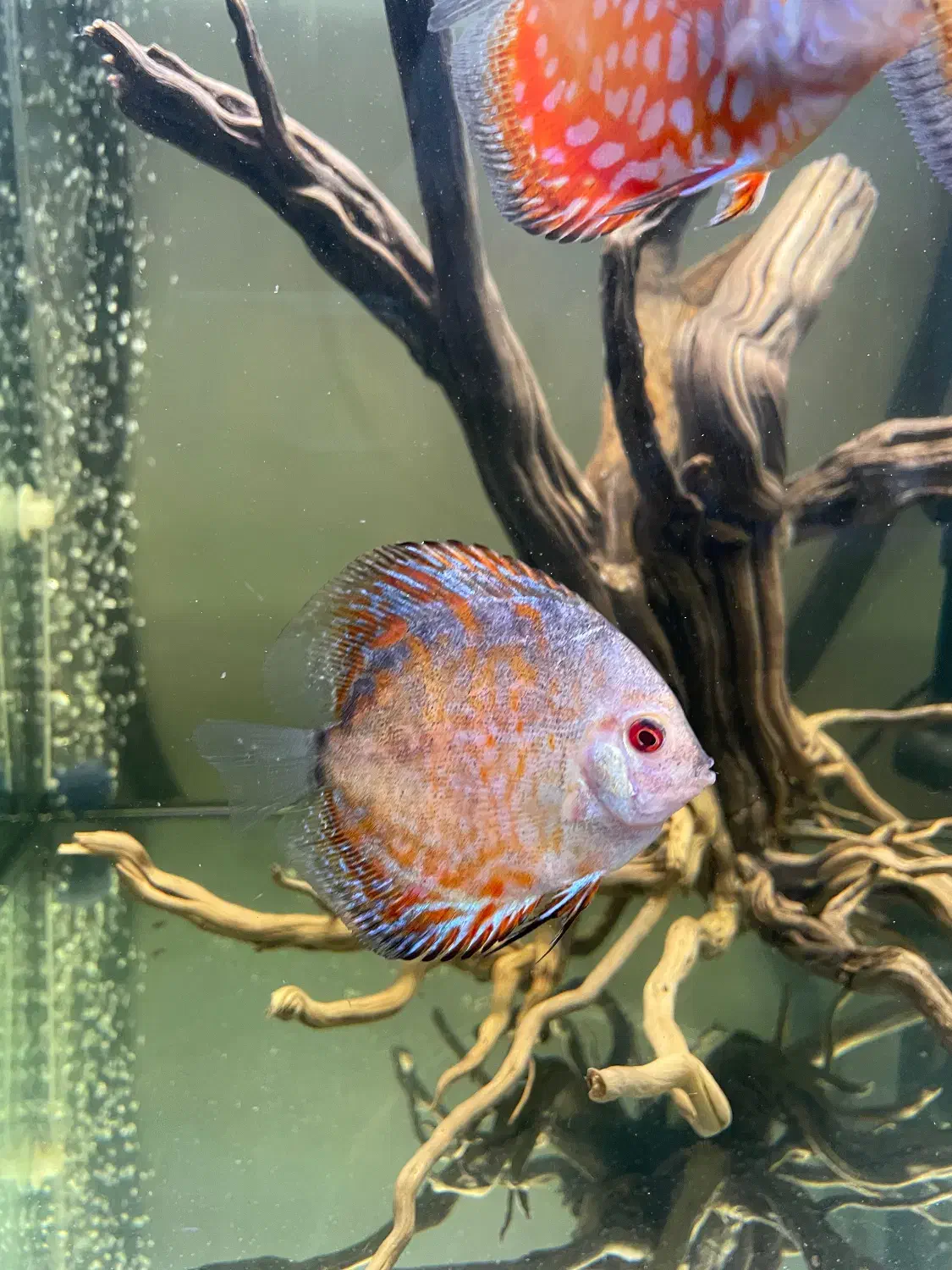 دیسکس|ماهی|تهران, یاخجی آباد|دیوار